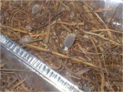 coprinus